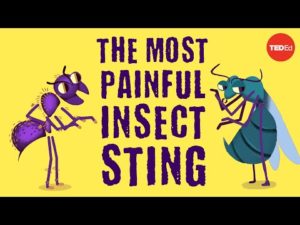 The World's Most Painful Insect Sting