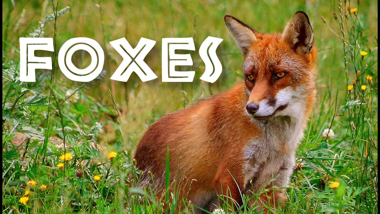 All About Foxes for Kids: Animal Videos for Children - ClassX