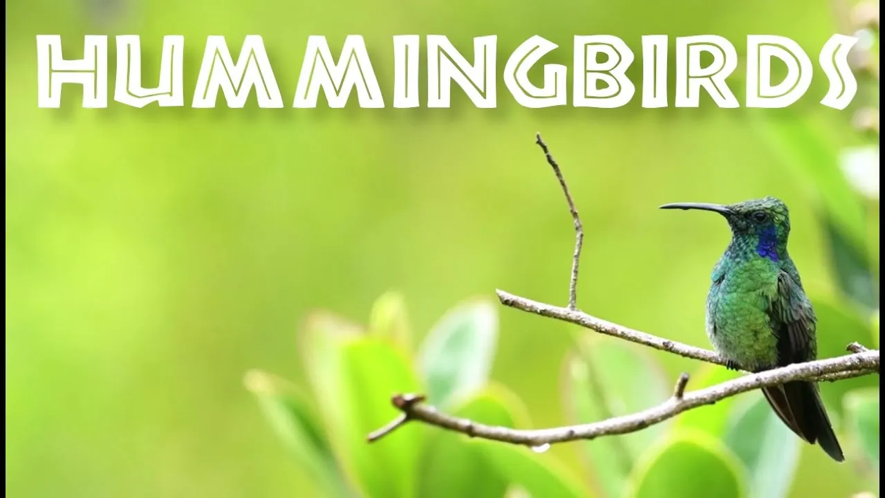 All About Hummingbirds for Kids - Hummingbird Facts for Children ...