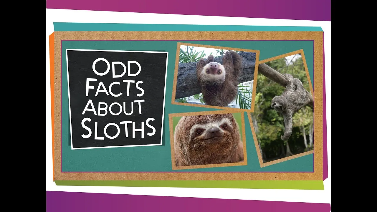 Odd Facts About Sloths - ClassX