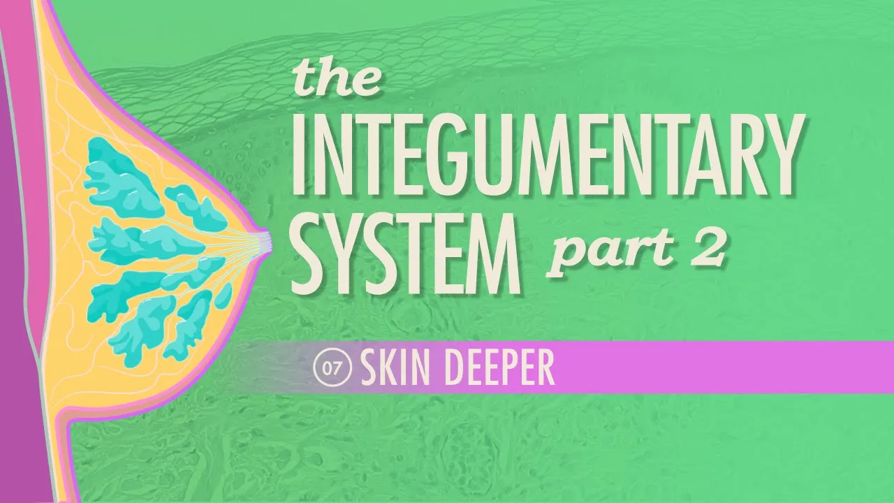 The Integumentary System, Part 2 - Skin Deeper: Anatomy & Physiology #7 ...