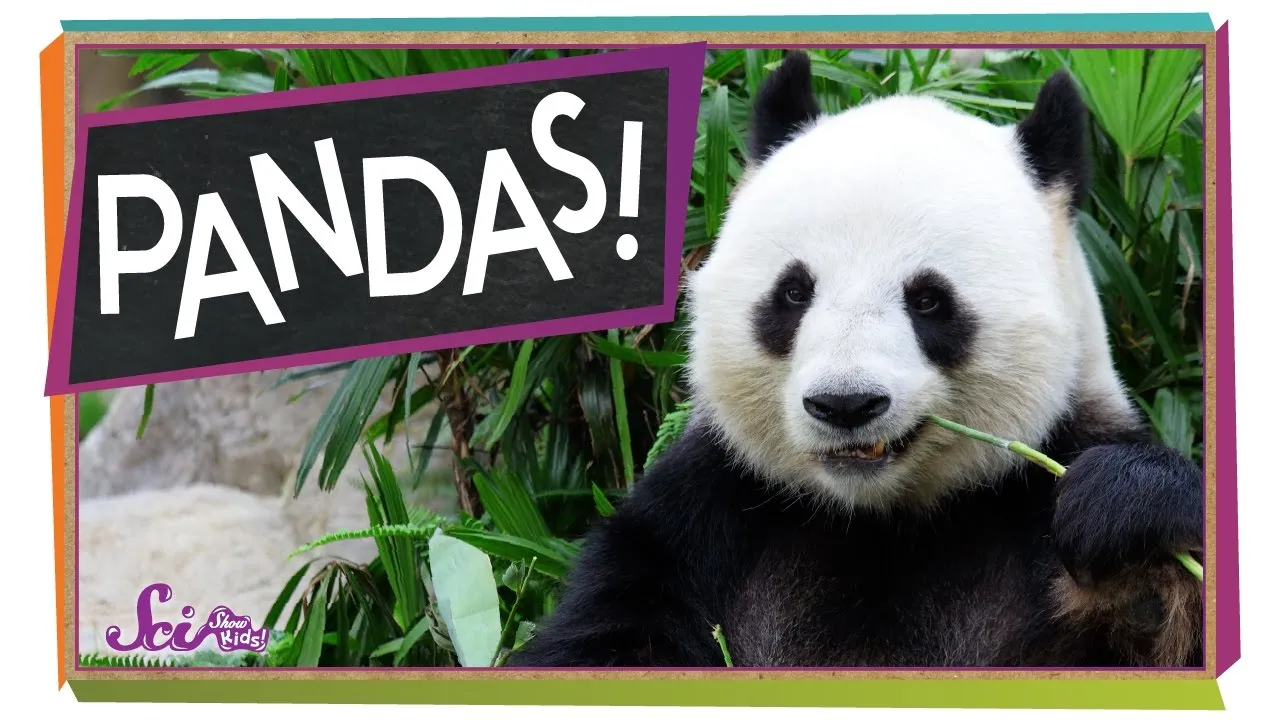 The Problem With Pandas - ClassX