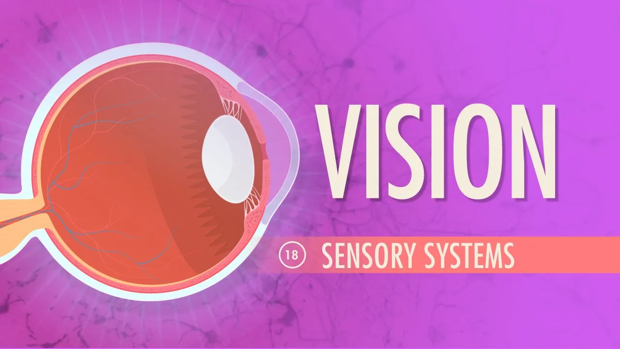 Vision: Anatomy & Physiology #18 - ClassX