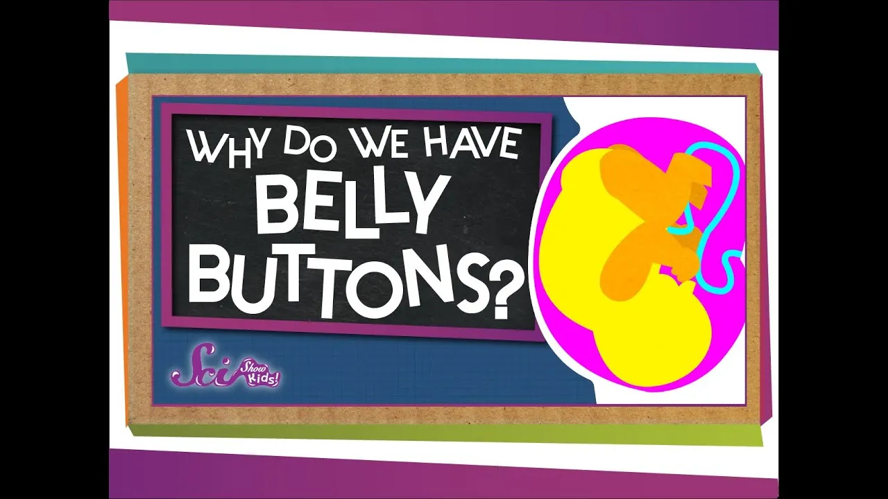 Why Do We Have Belly Buttons Classx