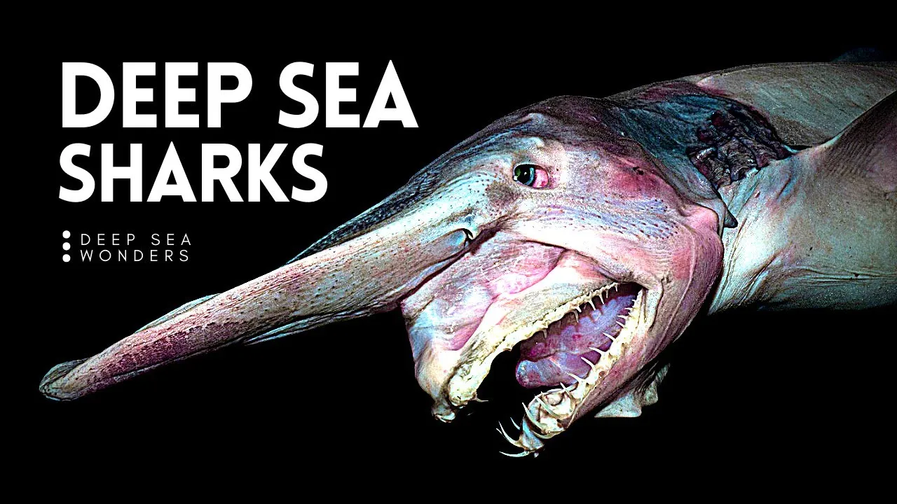 Why Sharks Get Creepier The Deeper You Go Why Sharks get Creepier the Deeper you Go - ClassX