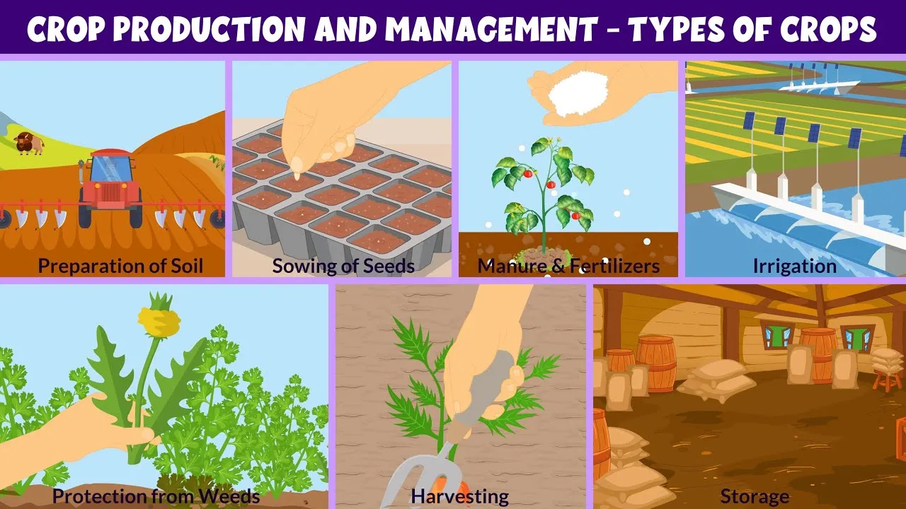Crop Production and Management - Types of Crops - ClassX