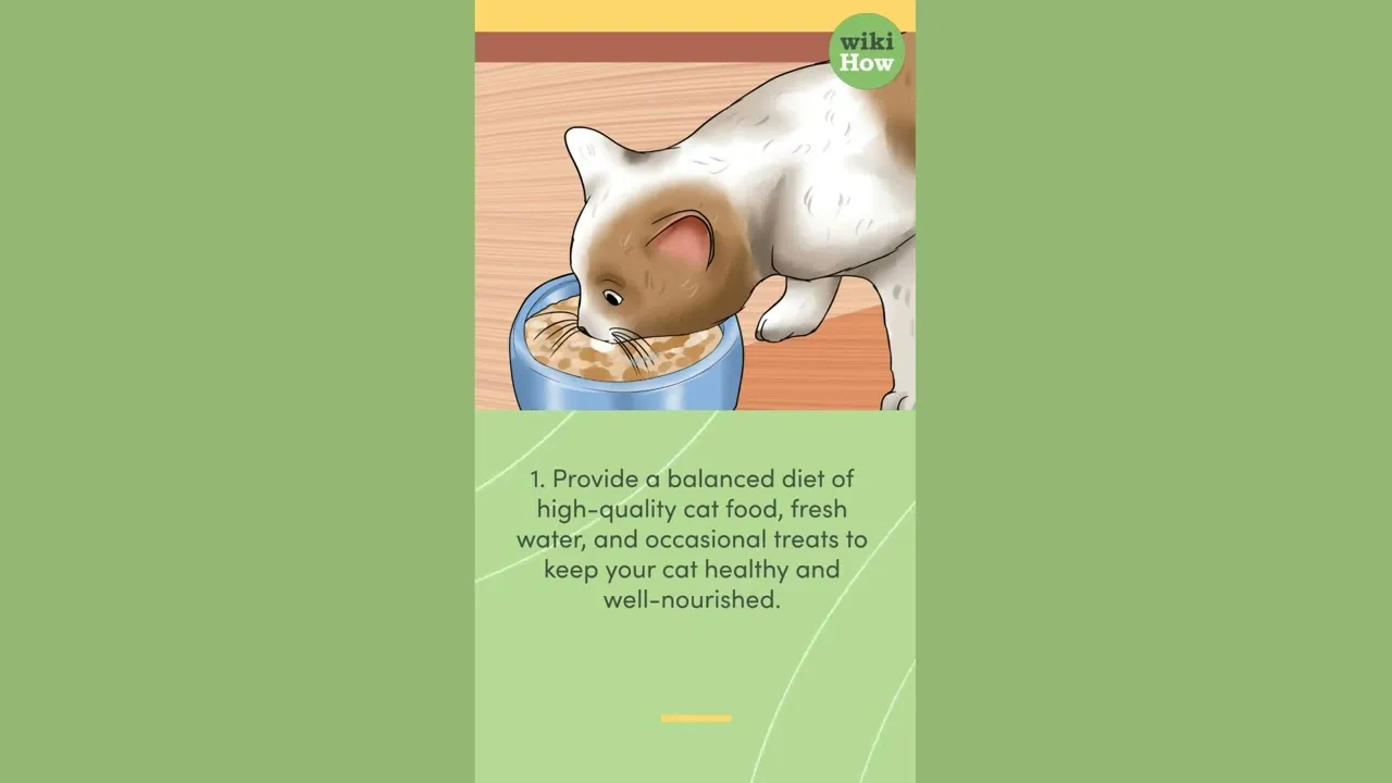 View of How To Care For A Cat - ClassX