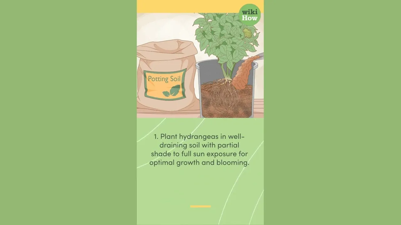 Hydrangea Class How To Care for a Hydrangea - ClassX