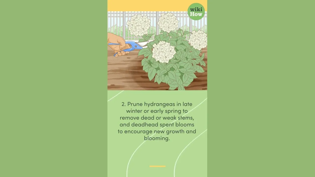 Hydrangea Class How To Care for Hydrangeas - ClassX