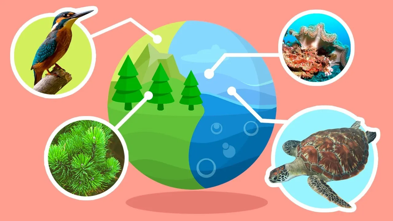 Ecosystems Video Natural Habitats and Ecosystems - Compilation Video - Science for Kids ...