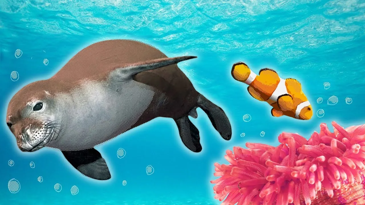 Ocean Animals for Kids - Whales, Sea Otter, Orca, Sea Lion + more - ClassX
