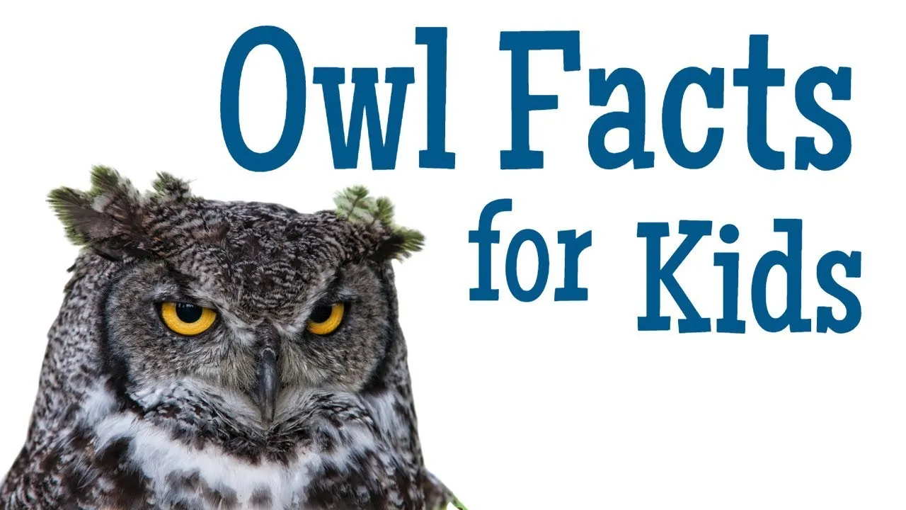 Owl Facts for Kids - ClassX