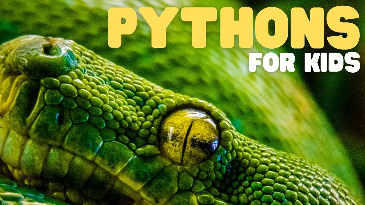 Pythons for Kids | Learn all about these giant serpents! - ClassX