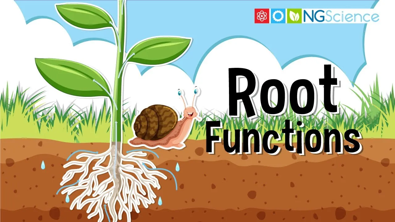 Root Functiond Root Functions - ClassX