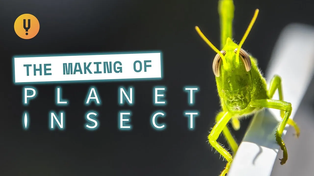 The Making Of Planet Insect: Studying Colonies - ClassX
