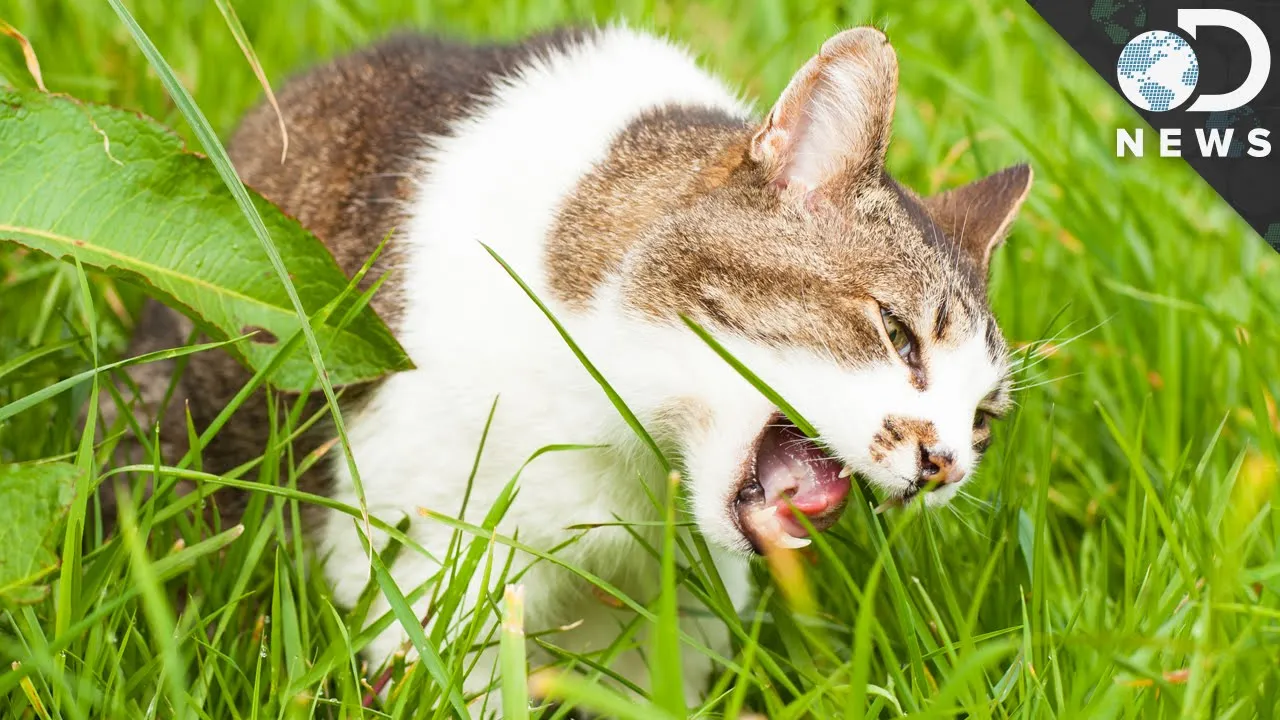 Why Do Dogs And Cats Eat Grass? - ClassX