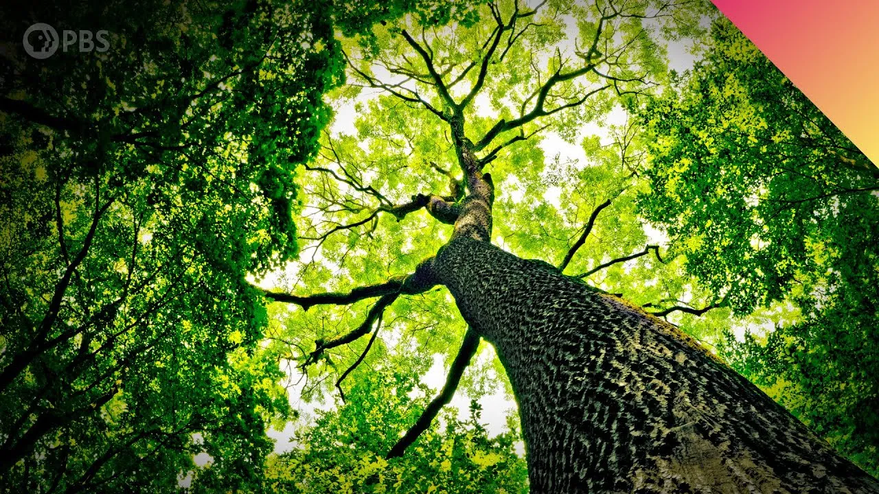 Why do trees talk to each other classx